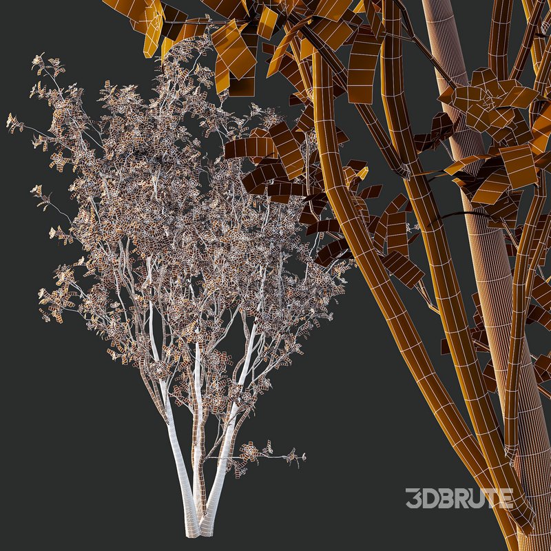 Tibouchina Semidecandra Tree02 Image 7