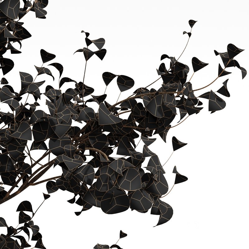 spring trees Acer Pseudoplatanus and Acer Saccharinum Image 7