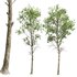 spring trees Fagus Sylvatica - Thumbnail 5