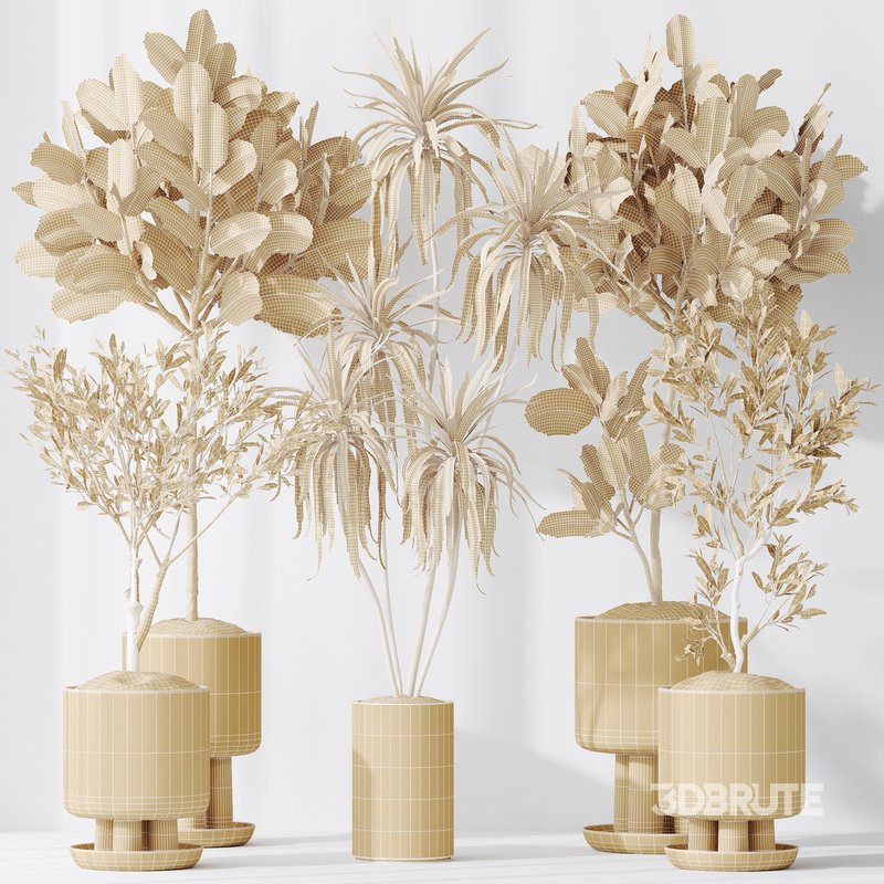 Indoor plants set 108 Dracaena Warneckii Lemon Lime and Mission Olive Tree Image 7