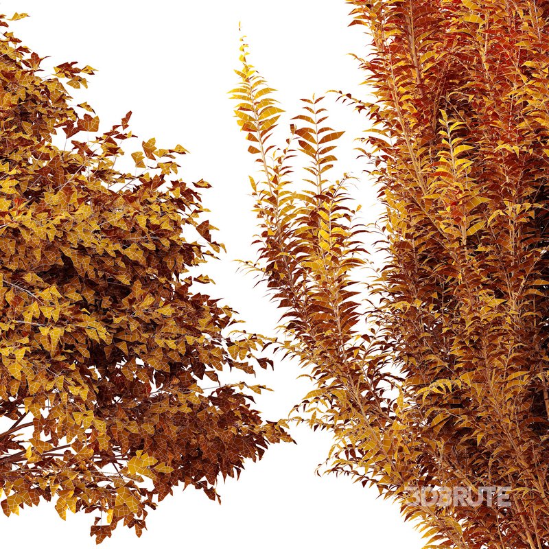 Gray alder alnus incana and Pollard willow Image 7