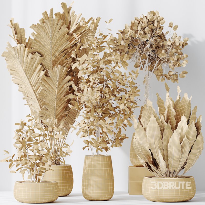 Indoor plants set 111 Areca Palm Paradise Kentia Image 6