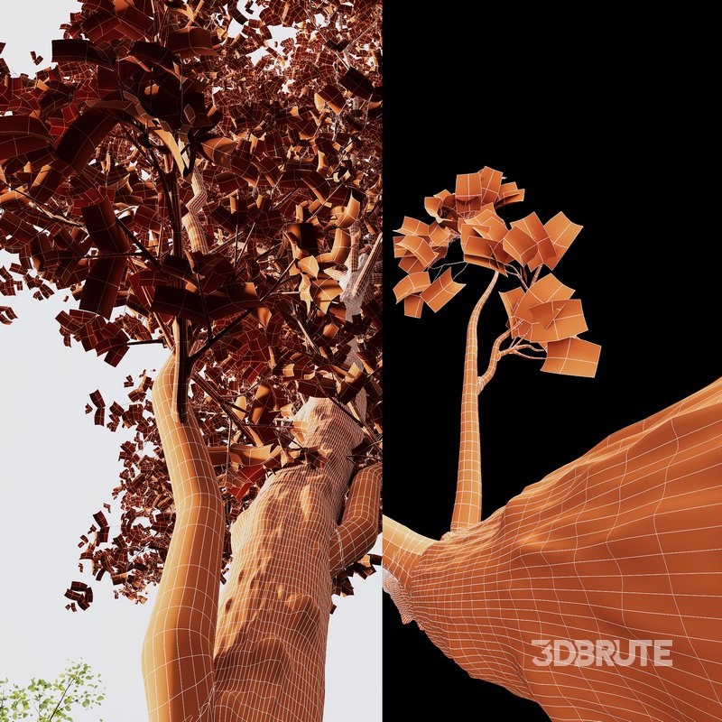 spring trees Acer Pseudoplatanus and Alnus Glutinosa Image 7