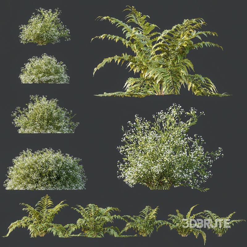spring bush Macrothelypteris OligoPhlebia Torresiana Fern and Gypsophila Image 8