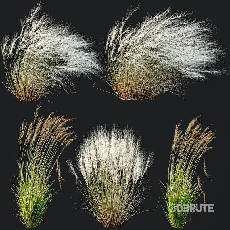 Stipa Tenuissima Ostnica Mocna Pony Tails and Molinia Caerulea Heidebraut Kleines Pfeifengras Image 9