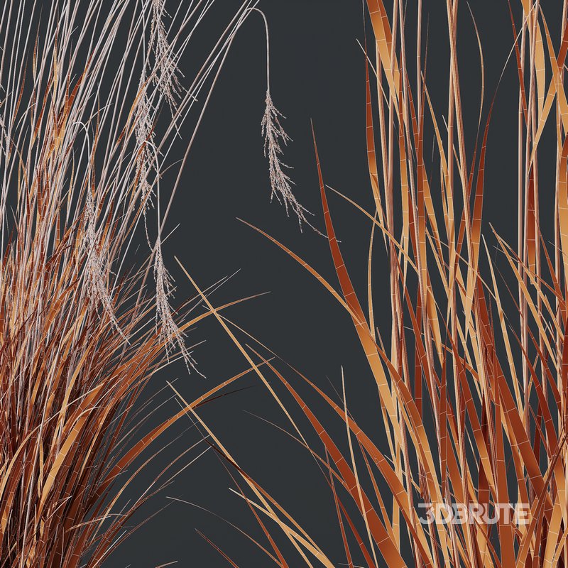 Stipa Tenuissima Ostnica Mocna Pony Tails and Molinia Caerulea Heidebraut Kleines Pfeifengras Image 8