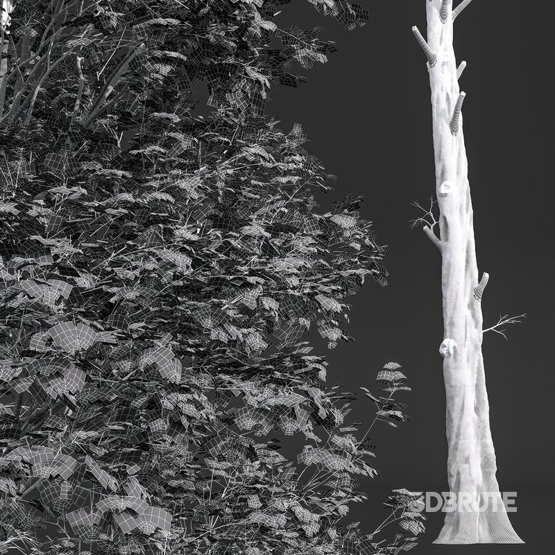 spring trees Celtis Australis and Fagus Sylvatica Image 9