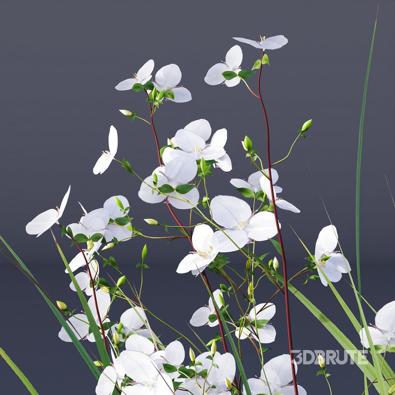 Libertia Grandiflora Grass and Carex Elata Aurea Grass Image 8