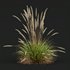 Carex Elata Aurea Grass and Calamagrostis Acutiflora Karl Foerster - Thumbnail 8
