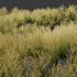 Celtica Gigantea Stipa Golden Oats and Carex Elata Aurea Grass - Thumbnail 9