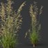 Celtica Gigantea Stipa Golden Oats and Carex Elata Aurea Grass - Thumbnail 10