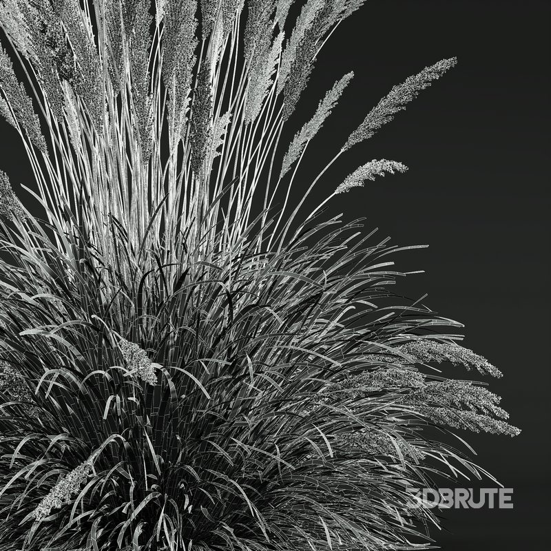 Calamagrostis Acutiflora Karl Foerster and Celtica Gigantea Stipa Image 8