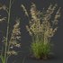 Calamagrostis Acutiflora Karl Foerster and Celtica Gigantea Stipa - Thumbnail 10