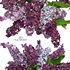 lilac bouquet - Thumbnail 1