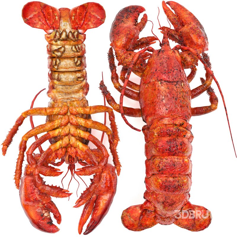 lobster set Image 1