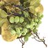bowl of pears and grapes - Thumbnail 2