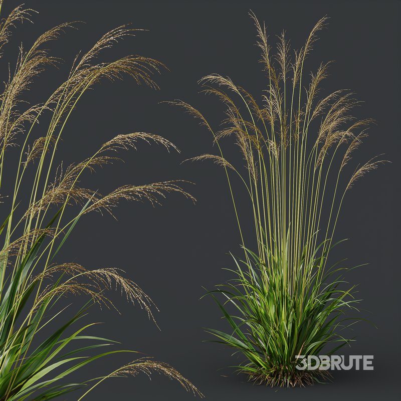 Molinia Caerulea Heidebraut Kleines Pfeifengras Image 5