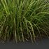 Carex Elata Aurea Grass and Molinia Caerulea - Thumbnail 8