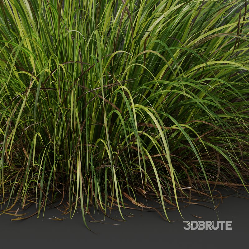 Carex Elata Aurea Grass and Molinia Caerulea Image 8