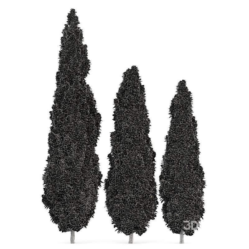 spring trees Maidenhair Ginkgo Biloba and Mediterranean Cypress Image 8