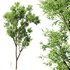 spring trees Celtis Australis and Fagus Sylvatica - Thumbnail 7