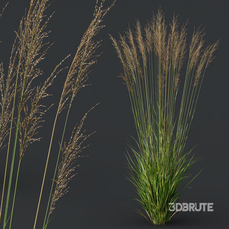 Molinia Caerulea Heidebraut Kleines Pfeifengras Image 7