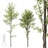 spring trees Acer Pseudoplatanus and Alnus Glutinosa - Thumbnail 9