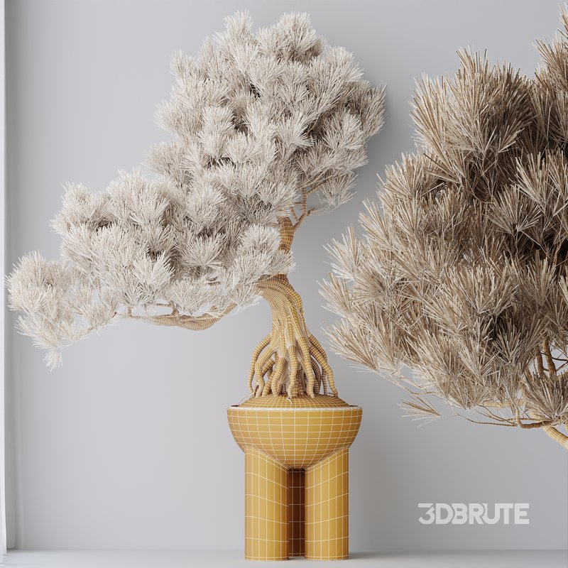 Indoor plants set 107 Bonsai Pinus Pentaphylla Thunbergii Image 6