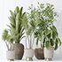 Indoor plants set 114 Spineless Yucca and Ravenala Banana Strelitzia - Thumbnail 7