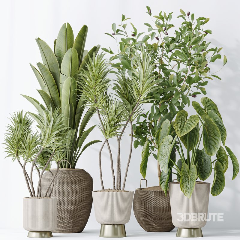 Indoor plants set 114 Spineless Yucca and Ravenala Banana Strelitzia Image 7