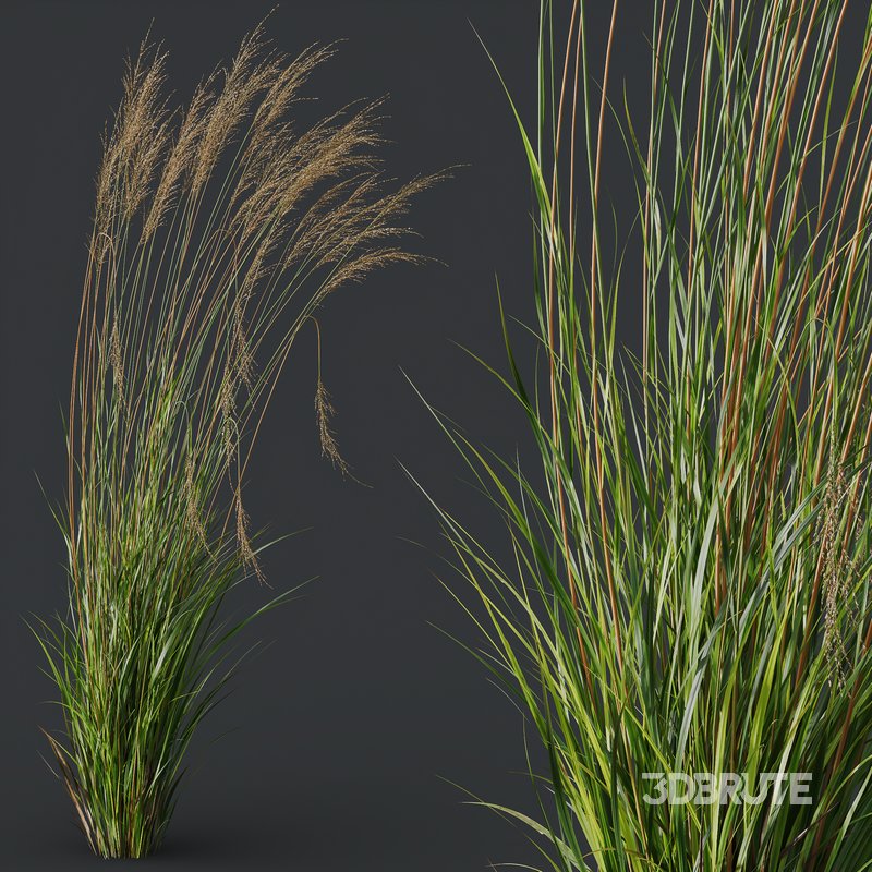 Molinia Caerulea Heidebraut Kleines Pfeifengras 02 Image 5