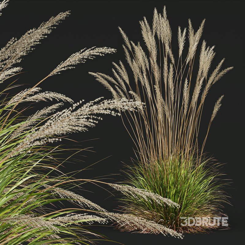 Calamagrostis Acutiflora Karl Foerster and Celtica Gigantea Stipa Image 4