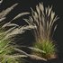Carex Elata Aurea Grass and Calamagrostis Acutiflora Karl Foerster - Thumbnail 7