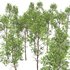 spring trees Fagus Sylvatica - Thumbnail 8