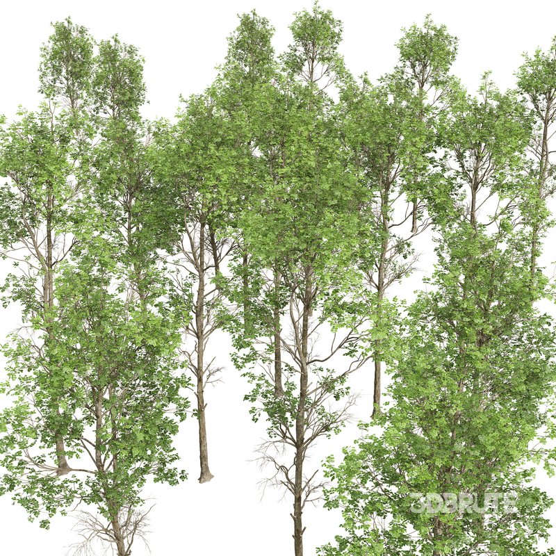 spring trees Fagus Sylvatica Image 8