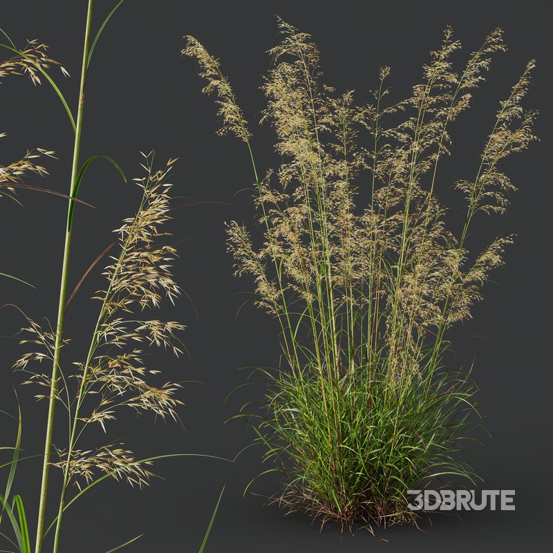 Celtica Gigantea Stipa Golden Oats and Carex Elata Aurea Grass Image 8