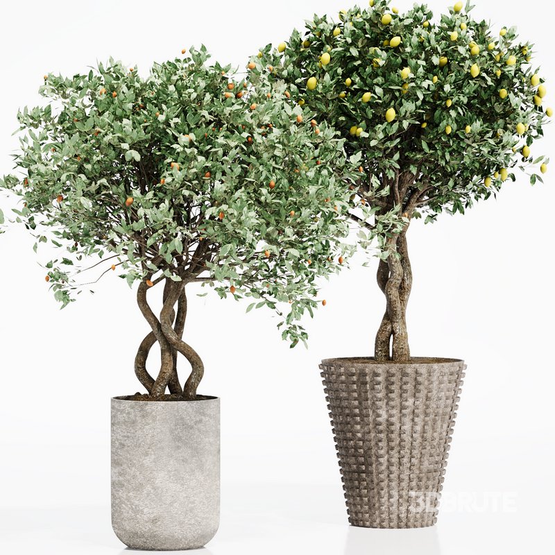 INDOOR PLANT SET 06 Image 2