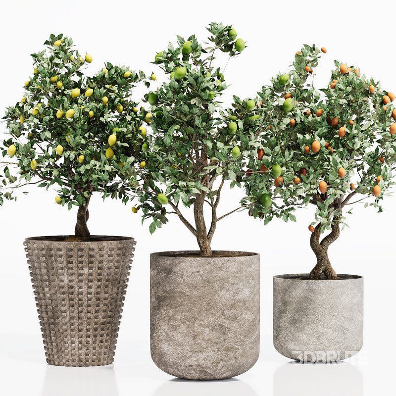 INDOOR PLANT SET 06 Image 3