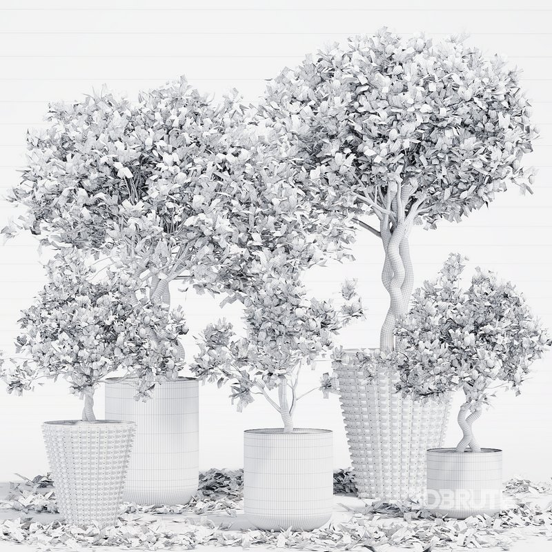 INDOOR PLANT SET 06 Image 4