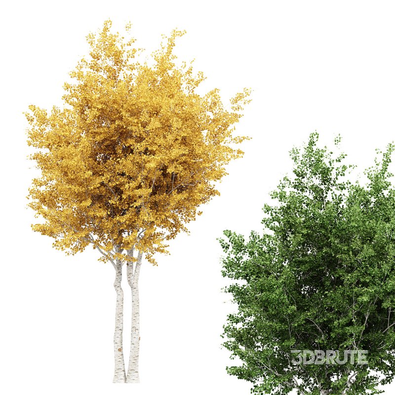 Silver Birch Tree Betula Pendula Spring to Fall Image 3