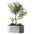 Indoor Olive Tree Set20 - Thumbnail 3