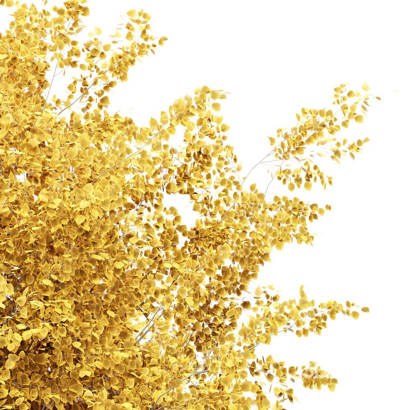 Silver Birch Tree Betula Pendula Spring to Fall Image 2