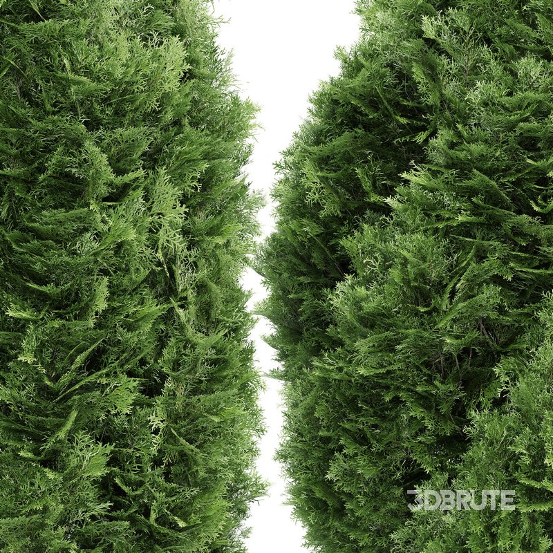 Rocky Mountain Juniper 4tree Image 2