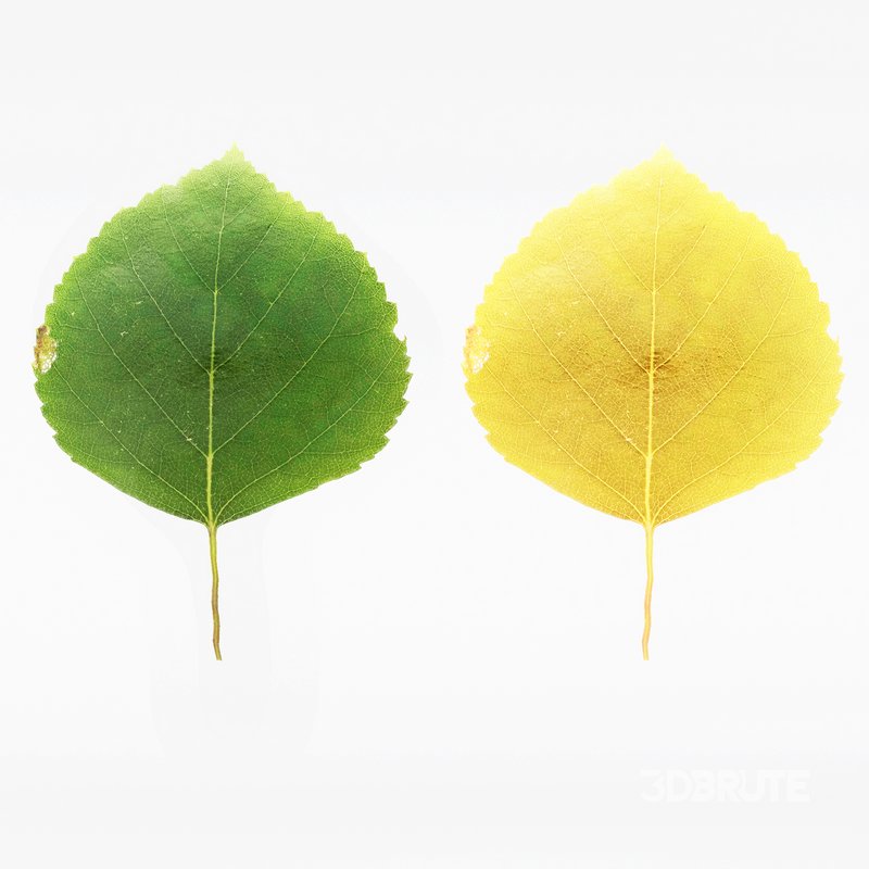 Silver Birch Tree Betula Pendula Spring to Fall Image 4