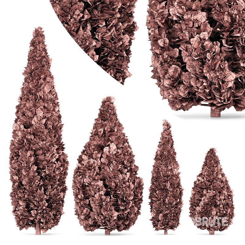 Rocky Mountain Juniper 4tree Image 4