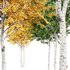 Silver Birch Tree Betula Pendula Spring to Fall - Thumbnail 5