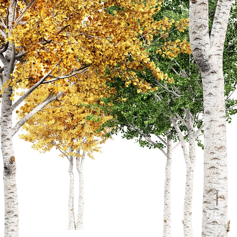 Silver Birch Tree Betula Pendula Spring to Fall Image 5