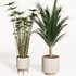 PALM PLANT SET 01 - Thumbnail 3