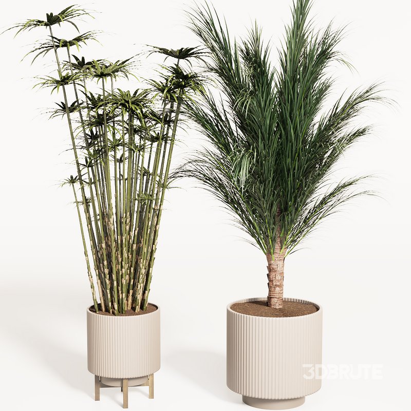 PALM PLANT SET 01 Image 3