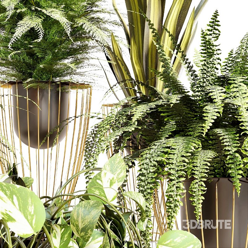 INDOOR PLANT SET 03 Image 3